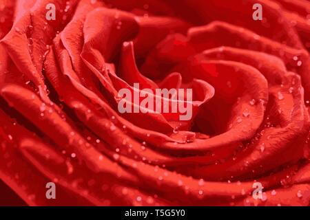 Red Rose close-up mit Tautropfen. Zusammenfassung Hintergrund. Stock Vektor