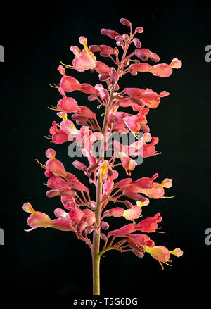 Blütenstand (flower Cluster) Der Rote Roßkastanie (Aesculus Pavia) am Waldrand in Central Virginia. Ein Eingeborener nach Nordamerika von Virginia zu Tex Stockfoto