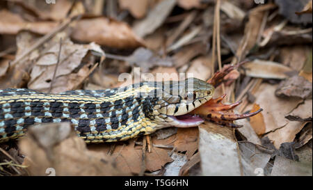 Gemeinsame garter snake (Thamnophis sirtalis) Verschlucken eines grünen Frosch (Lithobates clamitans oder Rana clamitans) in der Nähe von Garten Teich in Central Virginia in Stockfoto