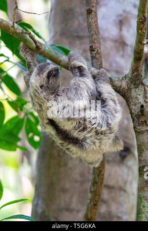 Juvenile Brown-throated Faultier (Bradypus variegatus) oder Drei-toed Sloth - Nationalpark Manuel Antonio - Quepos, Costa Rica Stockfoto