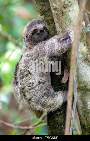 Juvenile Brown-throated Faultier (Bradypus variegatus) oder Drei-toed Sloth - Nationalpark Manuel Antonio - Quepos, Costa Rica