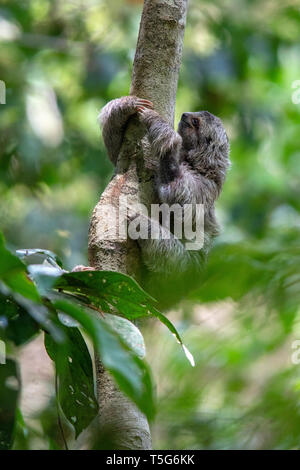 Juvenile Brown-throated Faultier (Bradypus variegatus) oder Drei-toed Sloth - Nationalpark Manuel Antonio - Quepos, Costa Rica Stockfoto