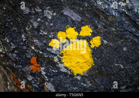 Gelbe paw Kennzeichnung einen Pfad in Sounth Afrika Stockfoto