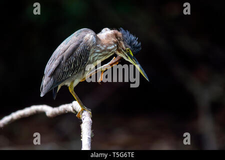 Green Heron (Butorides Virescens) - La Laguna del Lagarto Eco-Lodge, Boca Tapada, Costa Rica Stockfoto