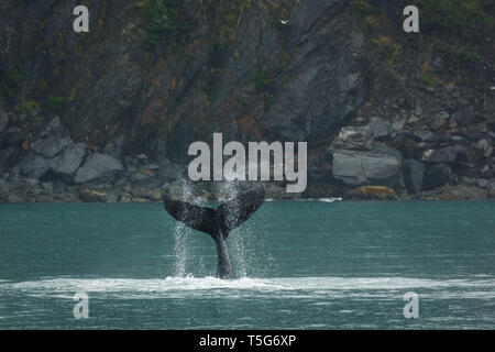 Detailansicht der Spray von der Fluke eines Wals Lob-tailing im Ozean Stockfoto