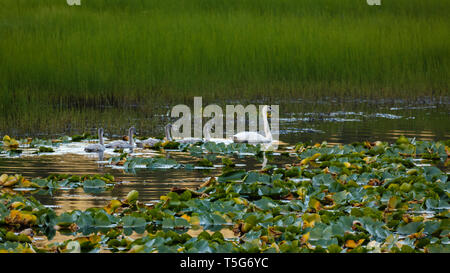 Nahaufnahme eines Tundra swan Familie in Lily Pads Stockfoto