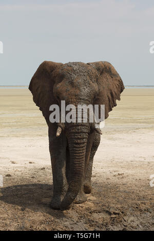 Portrait von Kalahari Wüste angepasst Afrikanischen Elefanten leben in Namibia Stockfoto