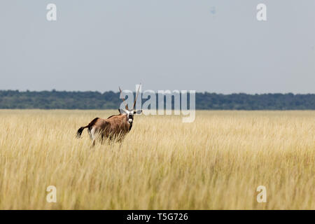 Nahaufnahme der Gazelle, Oryx gazella Oryx ist eine große Antilope aus der Gattung Oryx Namibia, im Grünland an Fotograf, Stockfoto