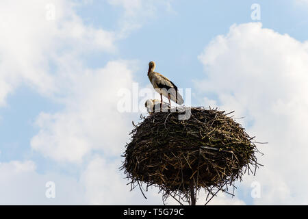 Biebrza Tal (Polen). Paar Störche im Nest Stockfoto