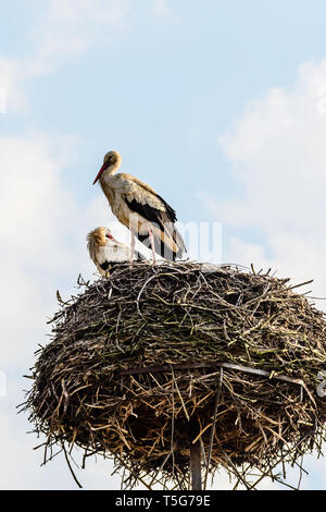 Biebrza Tal (Polen). Paar Störche im Nest Stockfoto