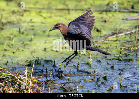 Boot-tailed grackle (Quiscalus major) Weiblich - Green Cay Feuchtgebiete, Boynton Beach, Florida, USA Stockfoto