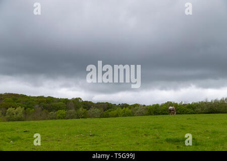 Ashford, Kent, Großbritannien. 24 Apr, 2019. Dunkle Wolken hängen drohend über der Landschaft von Kent, wie ein Pferd in einem Feld weidet. Regen ist später heute und morgen erwartet. © Paul Lawrenson 2019, Foto: Paul Lawrenson/Alamy leben Nachrichten Stockfoto