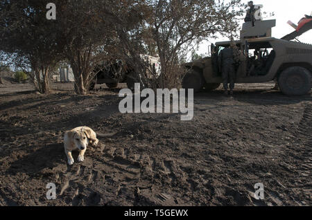 Bagdad Bagdad, Irak. 14. Jan 2006. Ein Hund an einer amerikanischen Armee bekämpfen Vorposten in der Nähe von Abu Ghraib, Irak, 14. Januar 2006. Der Hund war ein lokaler Stray von der Einheit angenommen. Trotz Bestellungen es zu töten, die Einheit gehalten. Credit: Bill Putnam/ZUMA Draht/Alamy leben Nachrichten Stockfoto