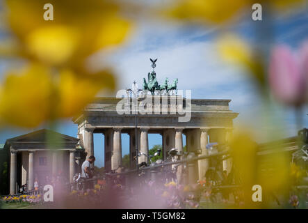 Berlin, Deutschland. 25 Apr, 2019. Tulpen blühen im frühlingshaften Wetter vor der Kulisse des Brandenburger Tors. Foto: Ralf Hirschberger/dpa/Alamy leben Nachrichten Stockfoto