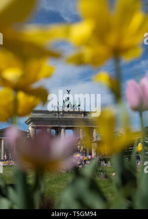 Berlin, Deutschland. 25 Apr, 2019. Tulpen blühen im frühlingshaften Wetter vor der Kulisse des Brandenburger Tors. Foto: Ralf Hirschberger/dpa/Alamy leben Nachrichten Stockfoto