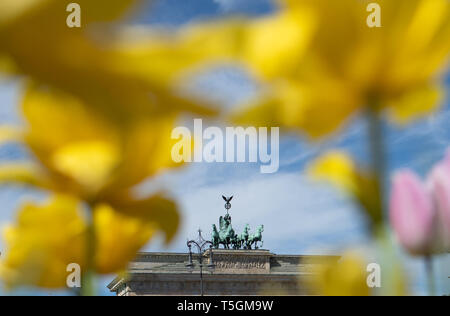 Berlin, Deutschland. 25 Apr, 2019. Tulpen blühen im frühlingshaften Wetter vor der Kulisse des Brandenburger Tors. Foto: Ralf Hirschberger/dpa/Alamy leben Nachrichten Stockfoto