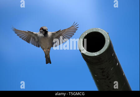 Berlin, Deutschland. 25 Apr, 2019. Ein Spatz nähert sich die Mündung einer Kanone eines sowjetischen T34 Tank auf dem Gelände der Sowjetischen Ehrenmal im Tiergarten in Berlin. Foto: Ralf Hirschberger/dpa/Alamy leben Nachrichten Stockfoto