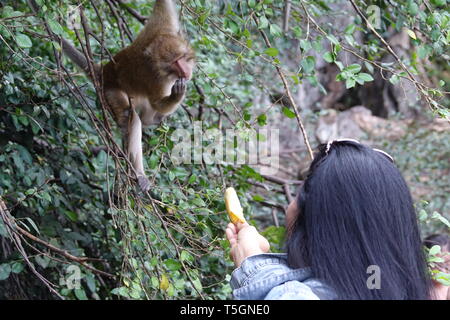 Takua Thung, Thailand. 04 Mär, 2019. Eine Frau füttert ein macaque Affen im Wat Suwan Kuha, auch genannt Wat Tham ('Höhlentempel'). Der Komplex ist ein buddhistischer Tempel Komplex in der Amphoe (Bezirk) Takua Thung in der Provinz Phang Nga (Phangnga) im Nordwesten von Thailand. Es besteht aus mehreren Kalksteinhöhlen mit Buddha Statuen. Eine besondere Attraktion für viele Besucher sind die zahlreichen macaque Affen, tummeln sich in den Vorplatz. Quelle: Alexandra Schuler/dpa/Alamy leben Nachrichten Stockfoto