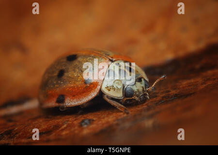 10-spot Ladybird (Adalia decempunctata) ruht auf gefallen Blatt im Winter. Tipperary, Irland Stockfoto