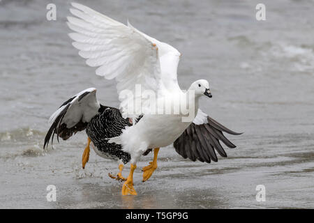 Kelp Gans, Chloephaga hybrida malvinarum, ein erwachsenes Weibchen weg jagen ein Männchen während der Umwerbung, Korpus Island, Falkland Inseln, November Stockfoto