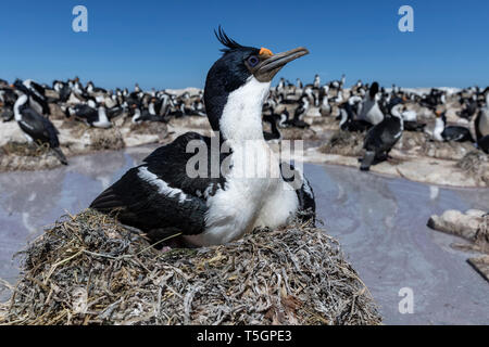 König oder Imperial Kormoran, Phalacrocorax albiventer atriceps, erwachsenen Vogel saß auf Nest, Sea Lion Island, Falkland Inseln, November Stockfoto