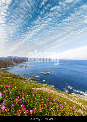 Sommer blühende Kap Vidio Landschaft, asturischen Küste, Oviedo, Spanien Stockfoto