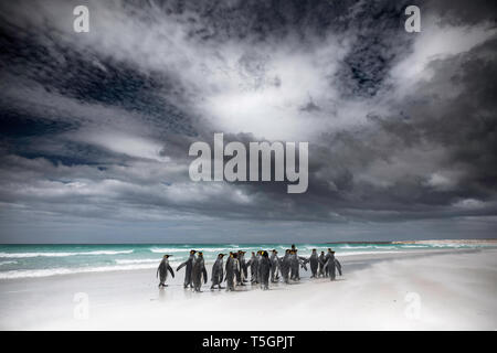 Königspinguin, Aptenodytes patagonicus, erwachsene Gruppe auf Shoreline, Volunteer Point, Falkland Inseln, November Stockfoto