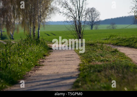 Betonplatte Straße zwischen zwei Feldern mit Bäumen im Frühjahr Stockfoto