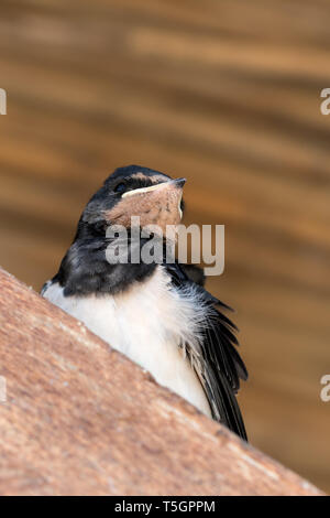 Baby Vogel der Schwalbe sitzt auf sonnenbeschienenen Holzbalken unter dem Dach. Nahaufnahme. Stockfoto