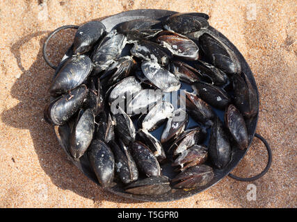 Frisch gekochte Miesmuscheln in Metall Fach auf Sand Strand am sonnigen Sommertag. Blick von oben. Stockfoto