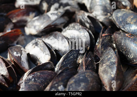 Frisch Muscheln in Outdoor Sommer Cafe, das von Meer gekocht. Nahaufnahme. Selektive konzentrieren. Stockfoto