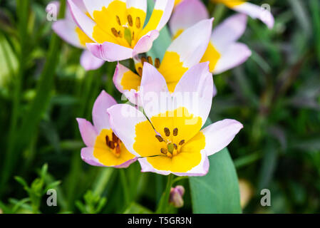 Candia Tulip' Blumen lila Wunder" (Tulipa saxatilis 'Lilac Wonder') Stockfoto