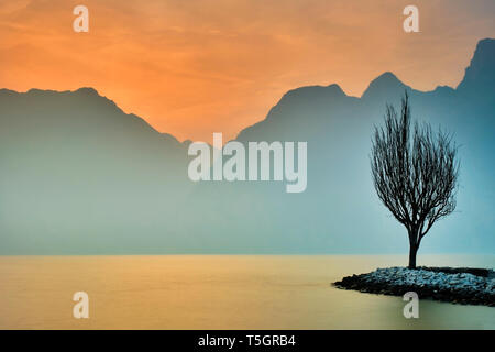 Italien, Torbole, kahler Baum am Gardasee im Winter Stockfoto