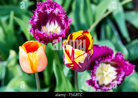 Eine Gruppe von drei verschiedenen Sorten von Tulpen Stockfoto