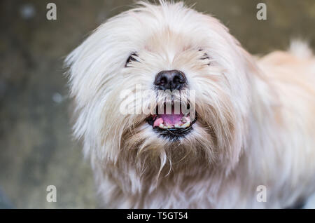 Hund knurrt in die Kamera. Maltesisch ist wütend und zeigt Reißzähne. Stockfoto