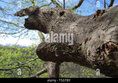 Alte verzerrt. Ungewöhnliche Baum im Nationalpark. Stockfoto