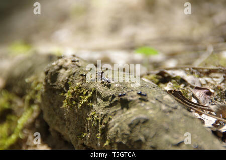 Ameisen in der Natur. Das Konzept der Teamarbeit und Zusammenarbeit. Stockfoto