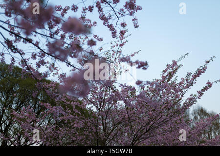 Bunte sakura Kirschblüte in einem Park in Riga, Osteuropäischen Hauptstadt von Lettland - Rosa und magenta Farben beim Sonnenuntergang Stockfoto