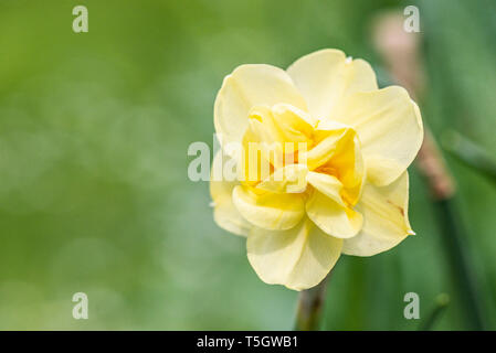 Nahaufnahme der gefüllte Blüte einer kleinen Daffodil Stockfoto