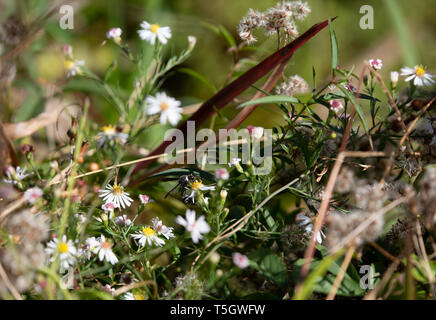 Potter Wasp (Eumenes fraternus) auf eine schöne, gelbe Blume in einem Feld Stockfoto