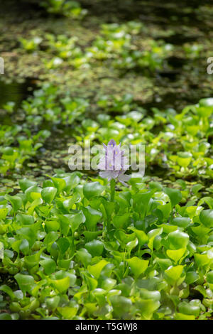 Single lila Blüte auf einem Wasserhyazinthe (Eichhornia crassipes) Stockfoto