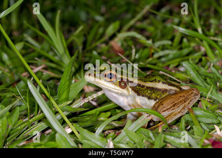 Malaysia, Borneo, Sabah, Naturpark, gemeinsame Green frog, Hylarana erythraea Stockfoto