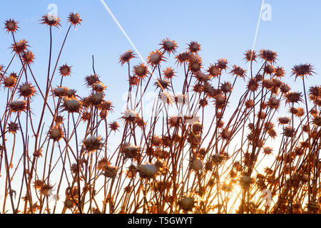 Spanien, Disteln und die Knospen wachsen in Feld bei Sonnenaufgang Stockfoto