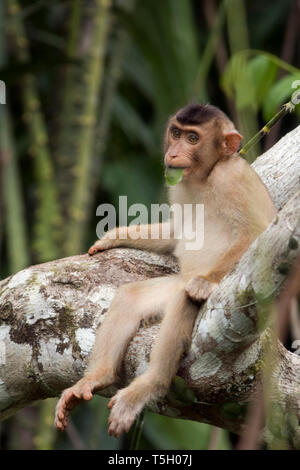 Malaysia, Borneo, Sepilok Rehabilitation Centre, jungen Nördlichen Schwein-tailed macaque Stockfoto