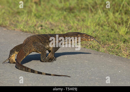 Borneo, Sabah, Waran, Varanus Salvator Stockfoto
