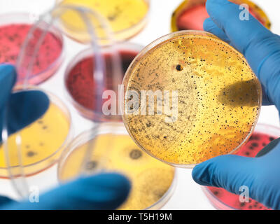 Wissenschaftler untersuchen Petrischalen, die das Wachstum von Bakterien im Labor Stockfoto