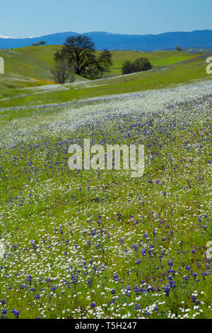 Wildflower Feld, Black Butte Lake Recreation Area, Kalifornien Stockfoto