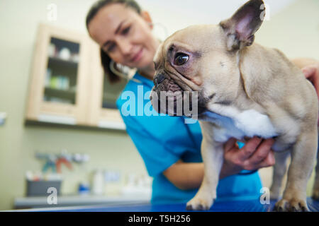 Weibliche Tierarzt Prüfung Hund des Tierarztes Stockfoto