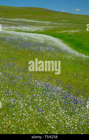 Wildflower Feld, Black Butte Lake Recreation Area, Kalifornien Stockfoto