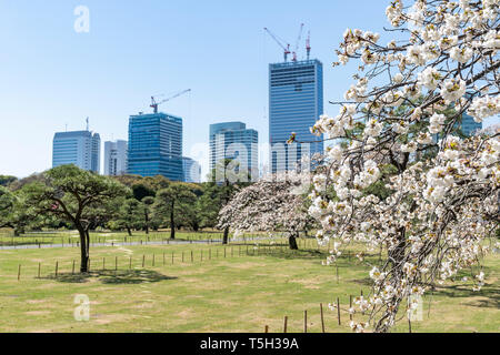 Hamarikyu Gärten, Tokio, Tokyo, Japan Stockfoto